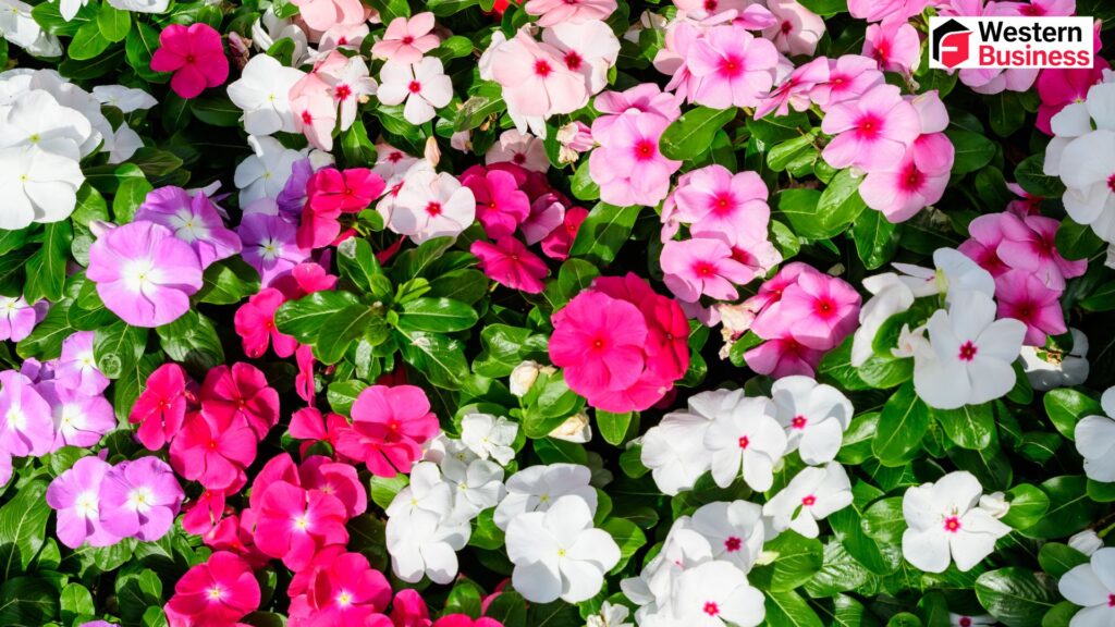 What Is Busy Lizzie? A Complete Guide for Gardeners