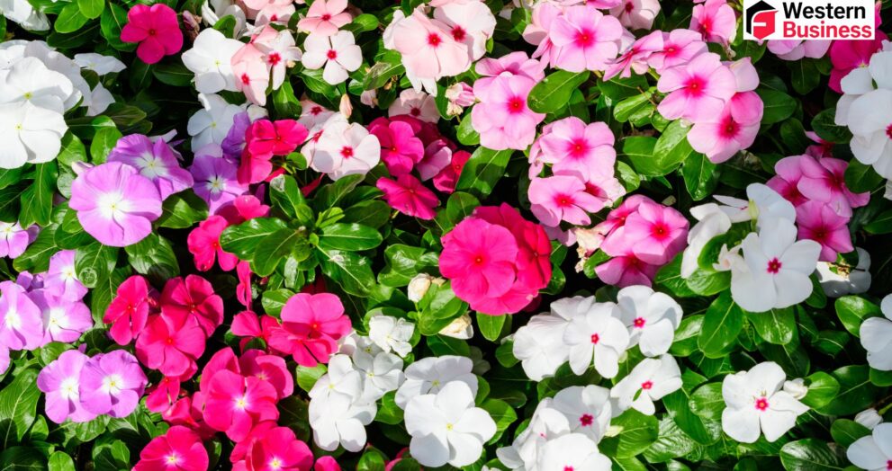 What Is Busy Lizzie? A Complete Guide for Gardeners