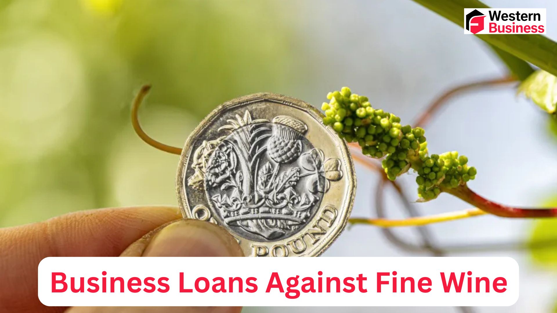 Investing in Fine Wine: Can You Get a Business Loan Against Wine Assets?